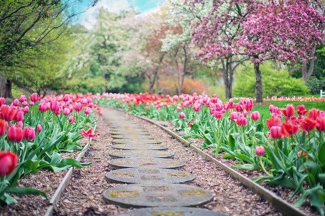 Pfad mit Tulpen