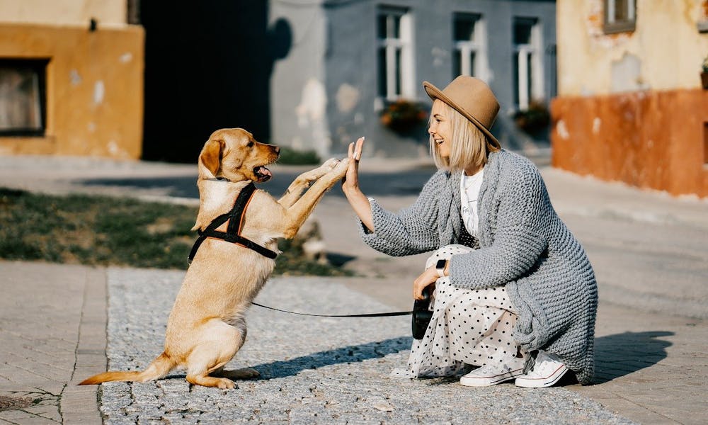 Hund Kategorie GDE Hund gibt seinem Frauchen High-Five