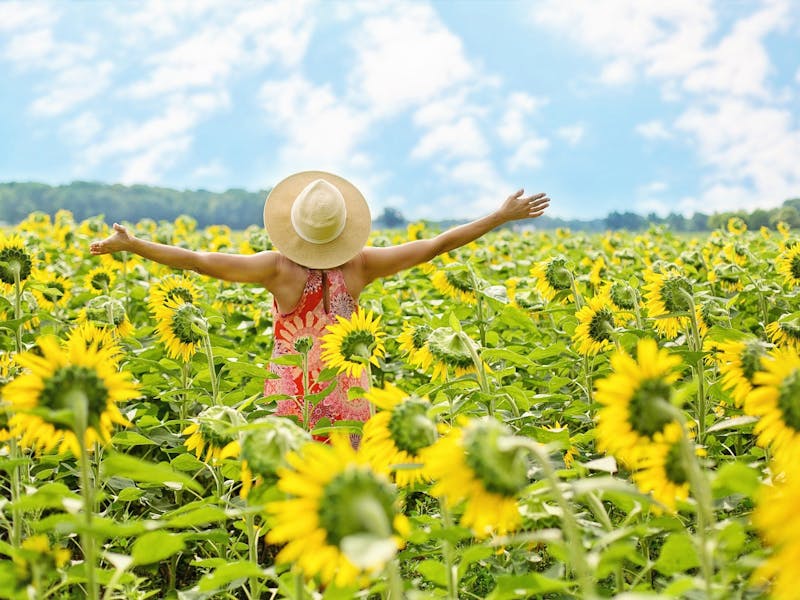 Eine Frau mit Strohhut steht in einem Sonnenblumenfeld.