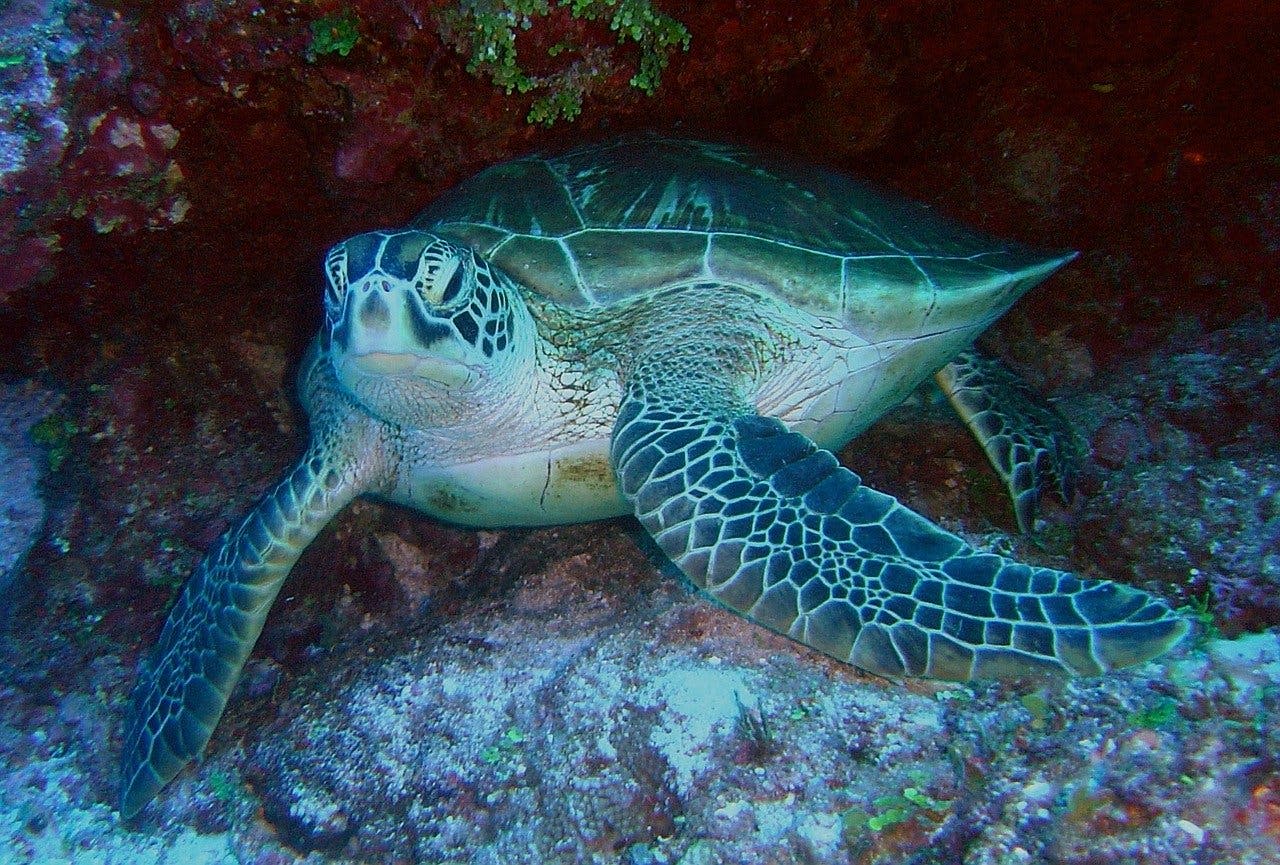 Sea Life Schildkröte Schildkröte