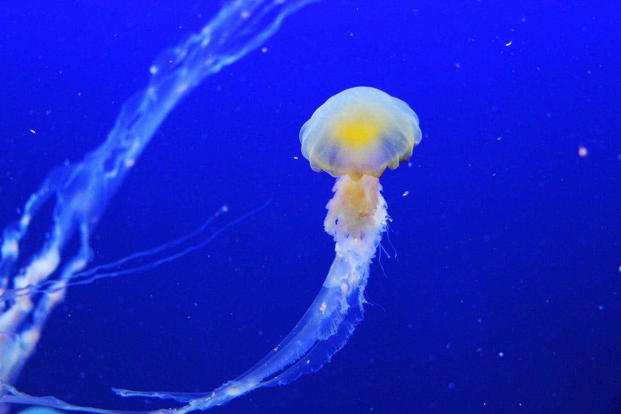 Sea Life Qualle Qualle