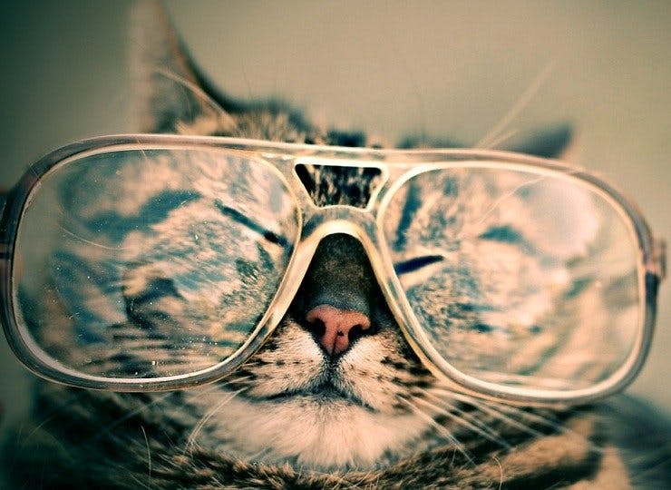 Mister Spex Brillen Katze mit Brille