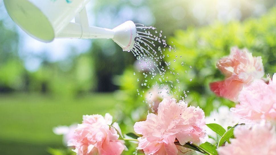 Blumen erst abends zu bewässern spart Wasser und schont die Blumen.