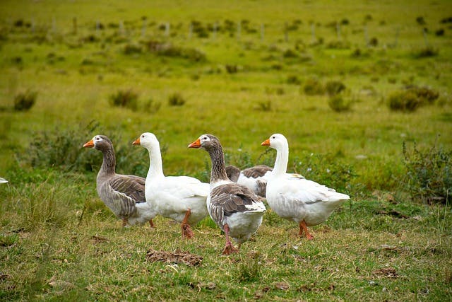 Gänse laufen auf Wiese