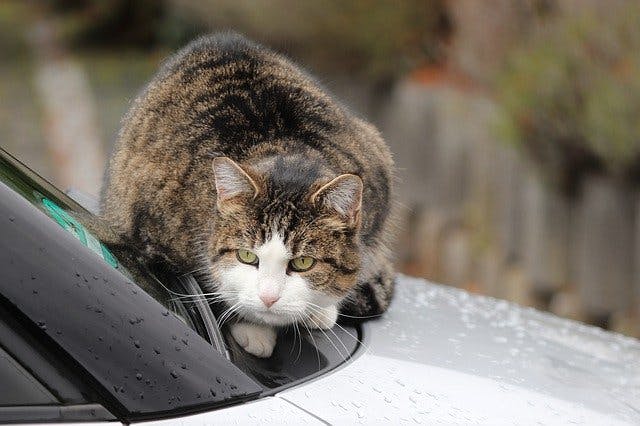 Katze auf Motorhaube