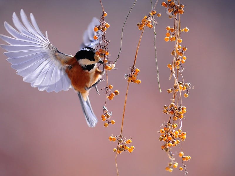 Springer Nature Gutschein Vogel snackt an einem Beerenstrauch