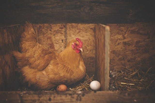Huhn mit zwei Eiern
