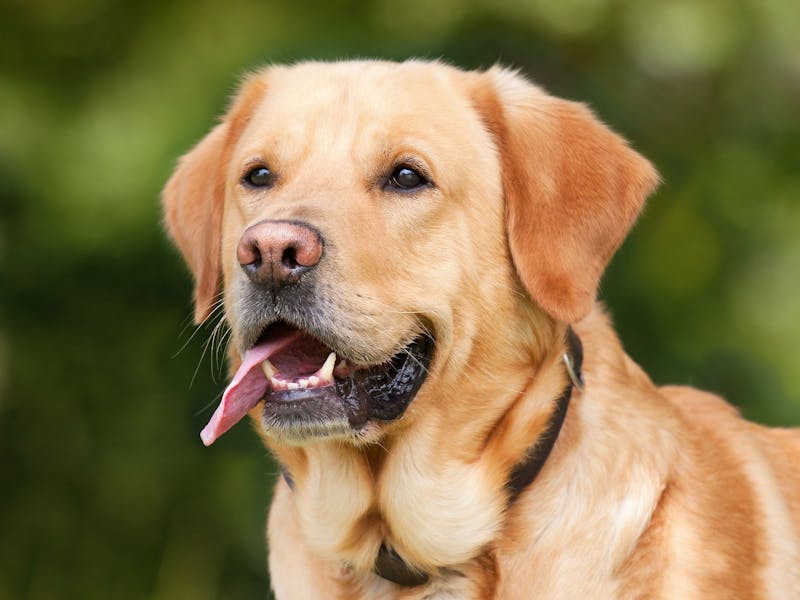 Ein hellfarbener Labrador Retriever.