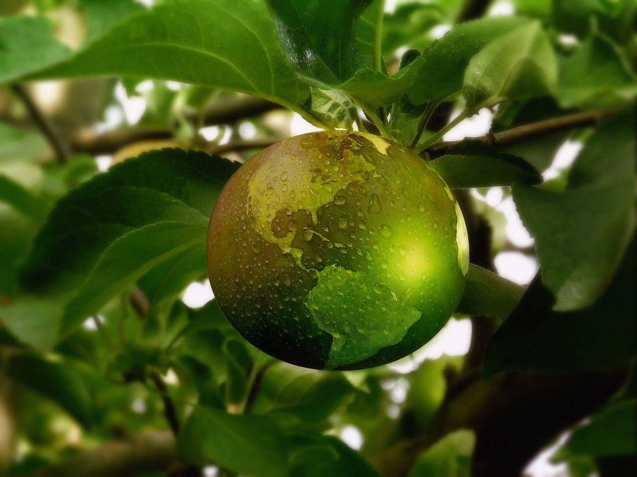 rrrevolve_nachhaltig Erde als grüner Apfel am Baum