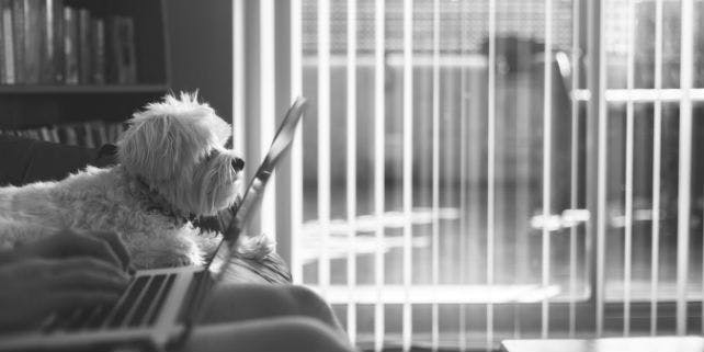 Bürohund Hund im Büro