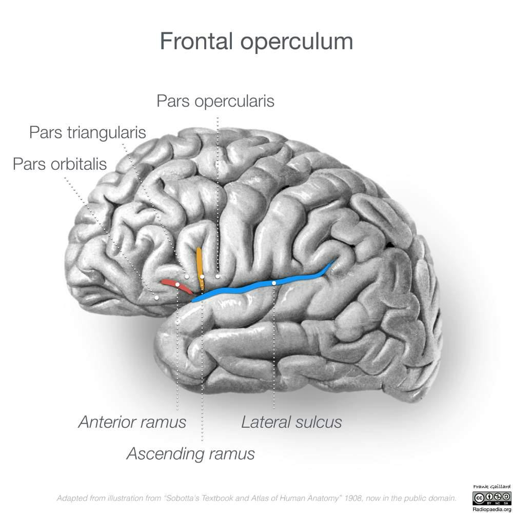 Broca's Area | SpeechFit, image size:1000x1000