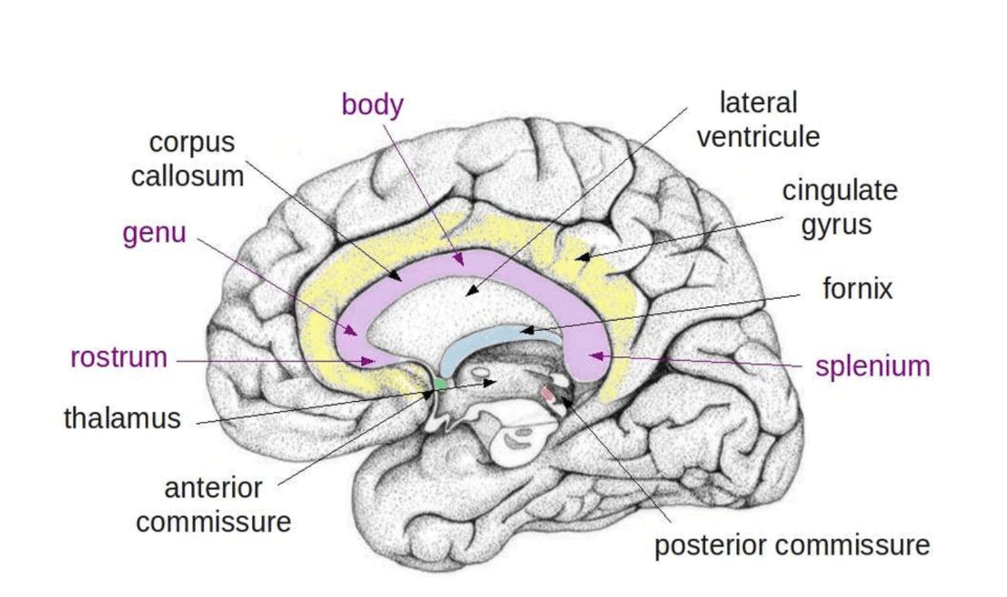 corpus callosum anatomy