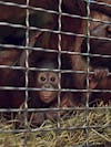 Red, Batang's Son / Exotic-Animal Milk Bank / Smithsonian National Zoo / Washington / DC / 2017