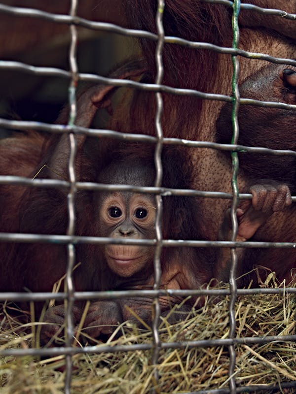 Red, Batang's Son / Exotic-Animal Milk Bank / Smithsonian National Zoo / Washington / DC / 2017