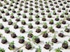 Bowery Indoor Farm Seedlings / Kearny / New Jersey / 2022