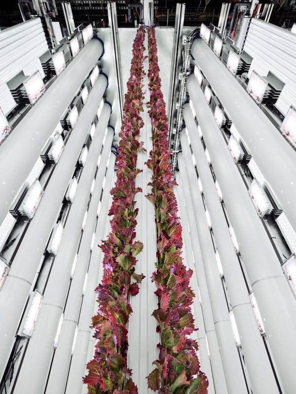 Grow Room / Plenty Indoor Vertical Farm / Compton / California / 2022