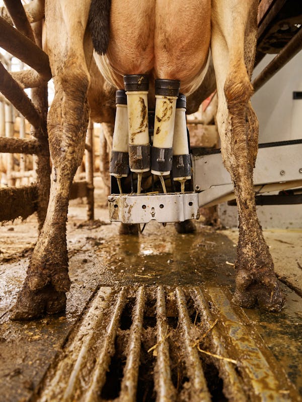 Lely Astronaut A5 Cow Milking Robot / Katwoude / Netherlands / 2019