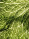 Lettuce Grown In Plenty's Indoor Vertical Farm / San Francisco / California / 2019