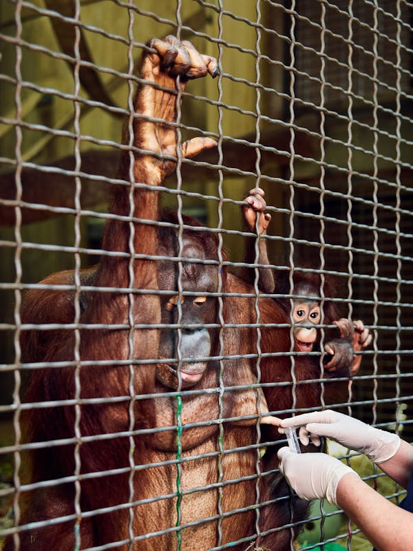 Critically Endangered Bornean Orangutan Named Batang / Exotic-Animal Milk Bank / Smithsonian National Zoo / Washington / DC / 2017