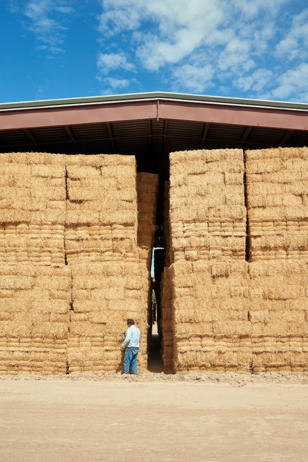 Hay Bales Grown to Feed Livestock Overseas / Imperial Valley / California / 2015