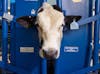 Cloned Genetically Modified Hornless Bull / Davis / California / 2016
