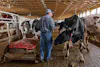 Glenn Brake with Dairy Cows and Robotic Manure Collector / Oakleigh Farm / Mercersburg / Pennsylvania / 2026