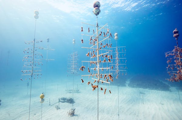 Coral Nursery / Florida Keys / 2017