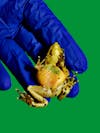 Pregnant Female Panamanian Golden Frog / Smithsonian National Zoo / Washington / DC / 2017