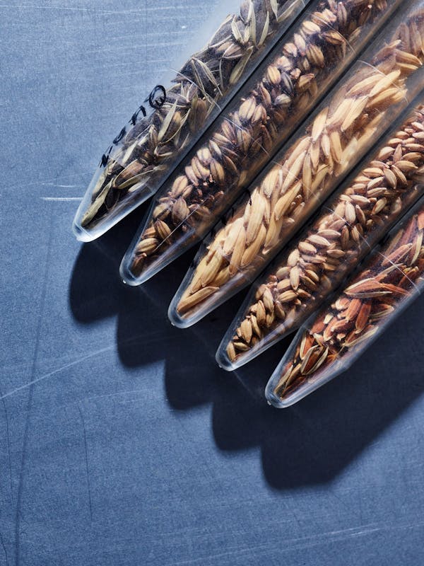 Seeds Inside the Svalbard Global Seed Vault / Spitsbergen Island / Norway / 2017