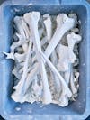 Human Bones Processed by Alkaline Hydrolysis / UCLA / Los Angeles / California / 2017