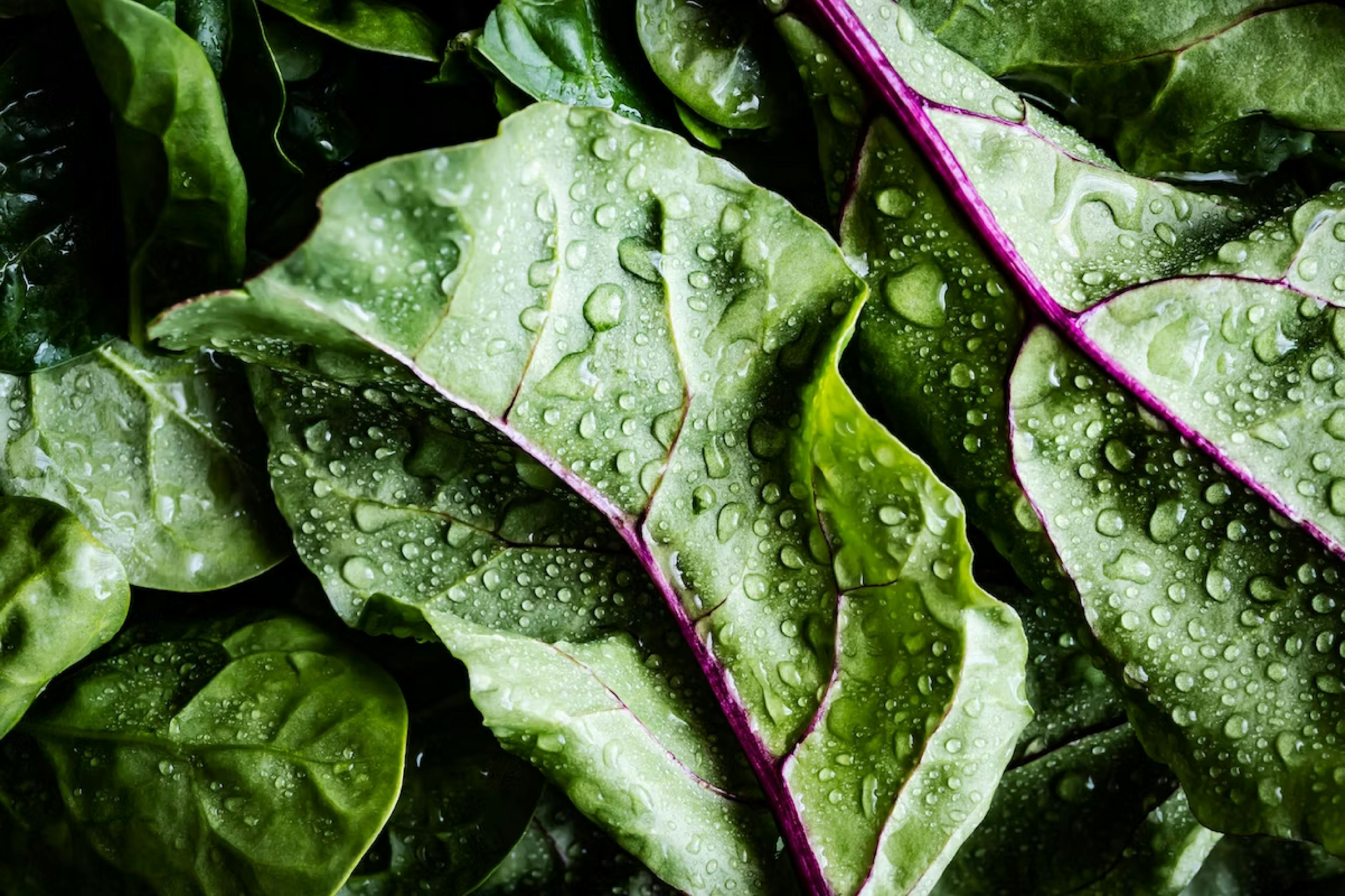 spinach homepage banner