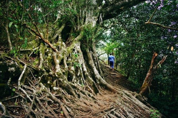 Man in blue hiking in a rich vegetation forrest.