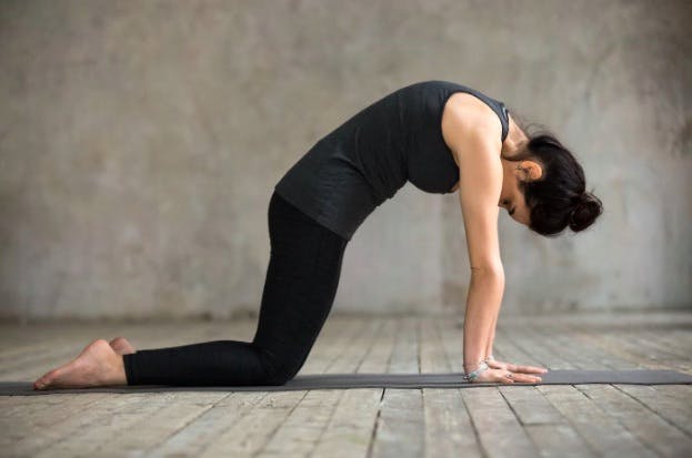 cat cow yoga stretch pose