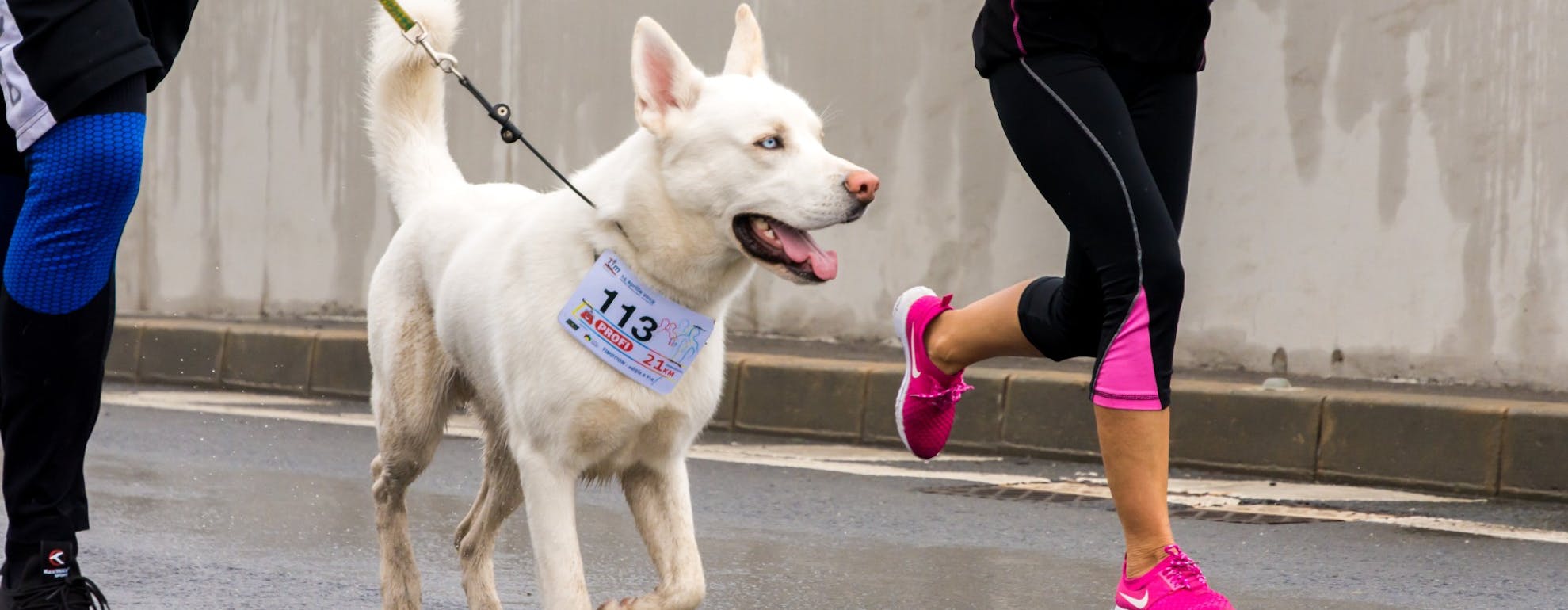 A Comprehensive Guide to Running with your Dog