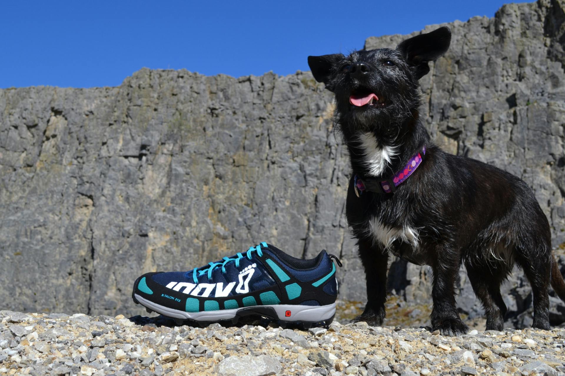 a-comprehensive-guide-to-running-with-your-dog