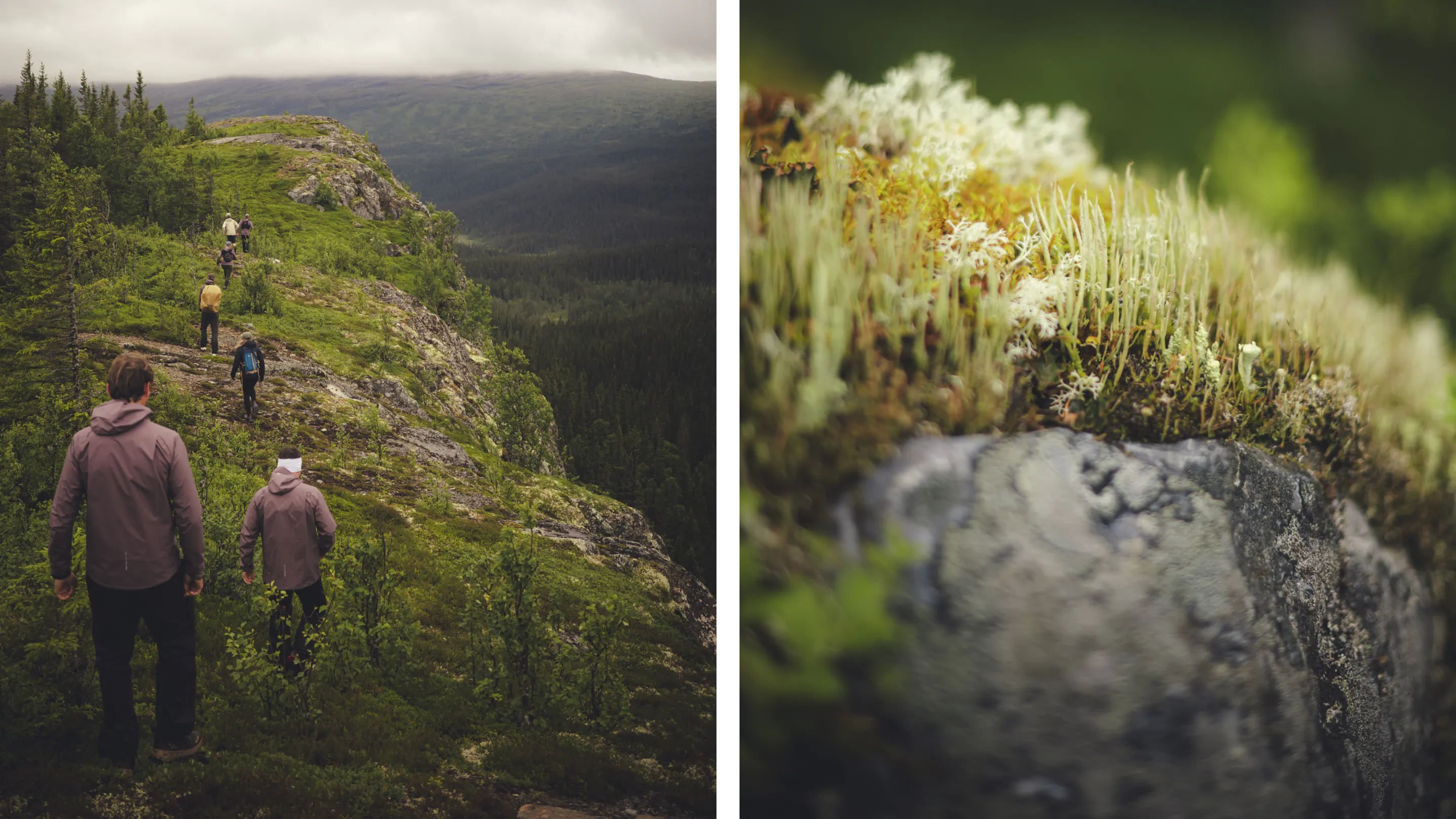 Kilian Jornet Foundation volunteers hiking in Åre, exploring the biodiversity