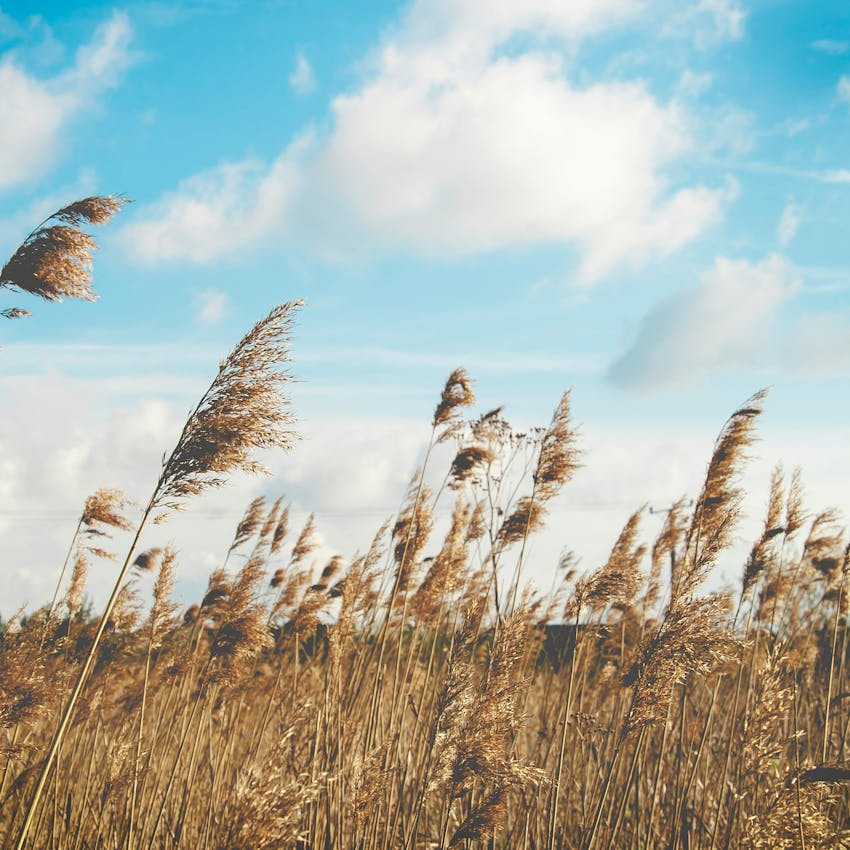 Article thumbnail for Exercising with hay fever: top tips