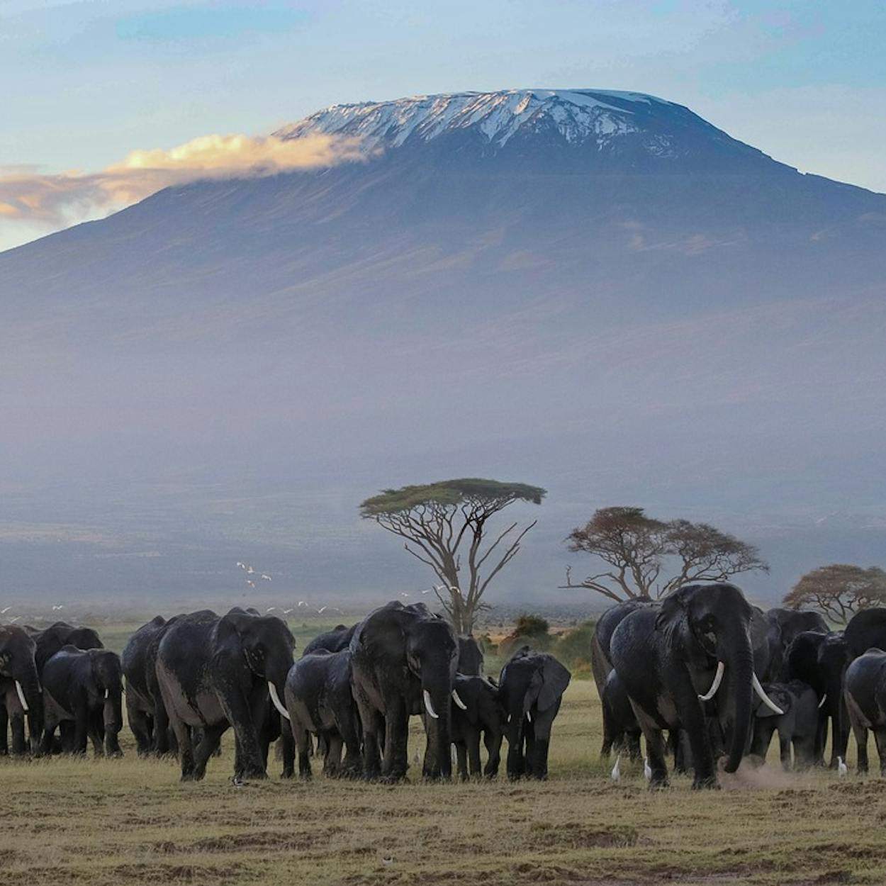Kilimanjaro