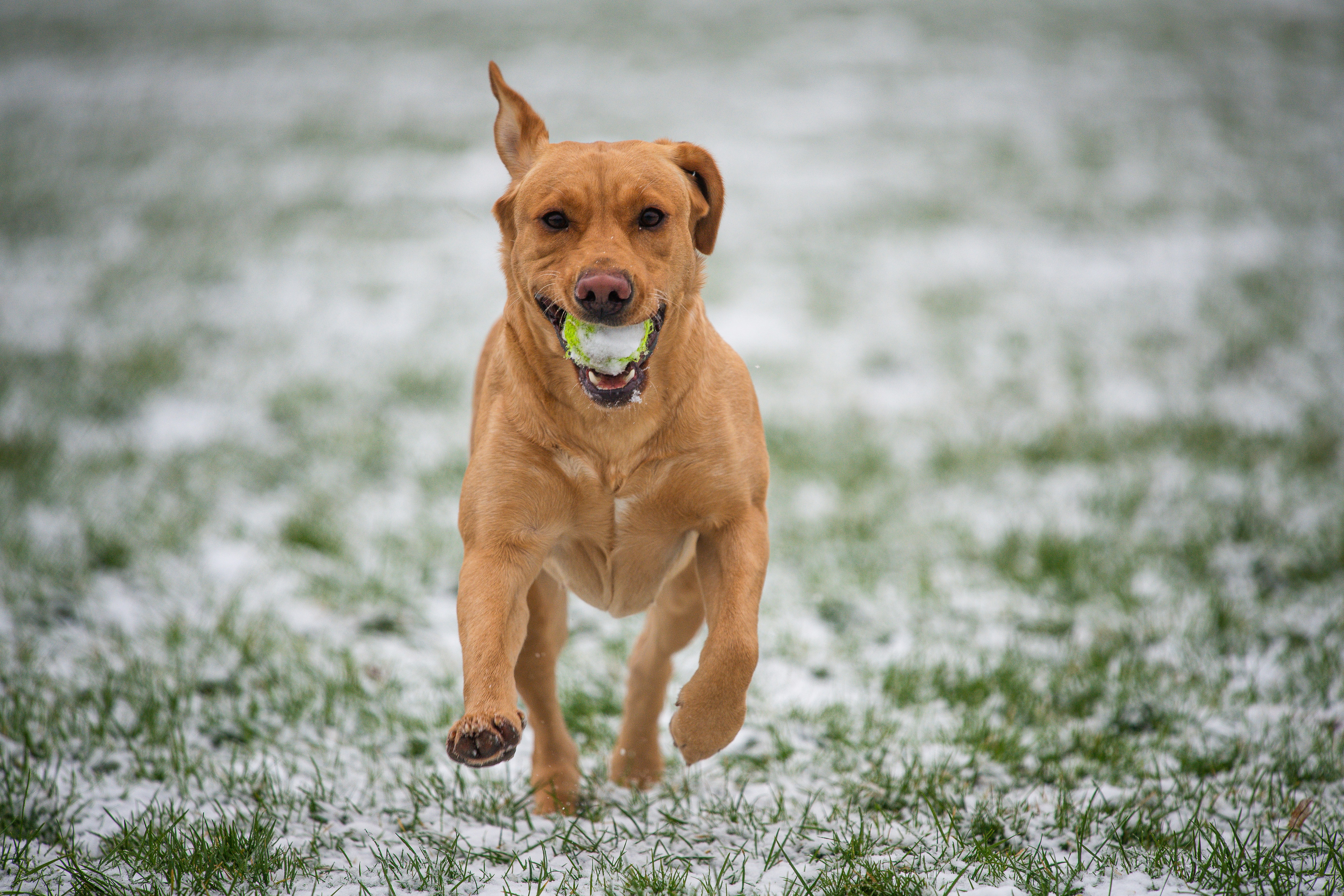 labrador-retriever-running