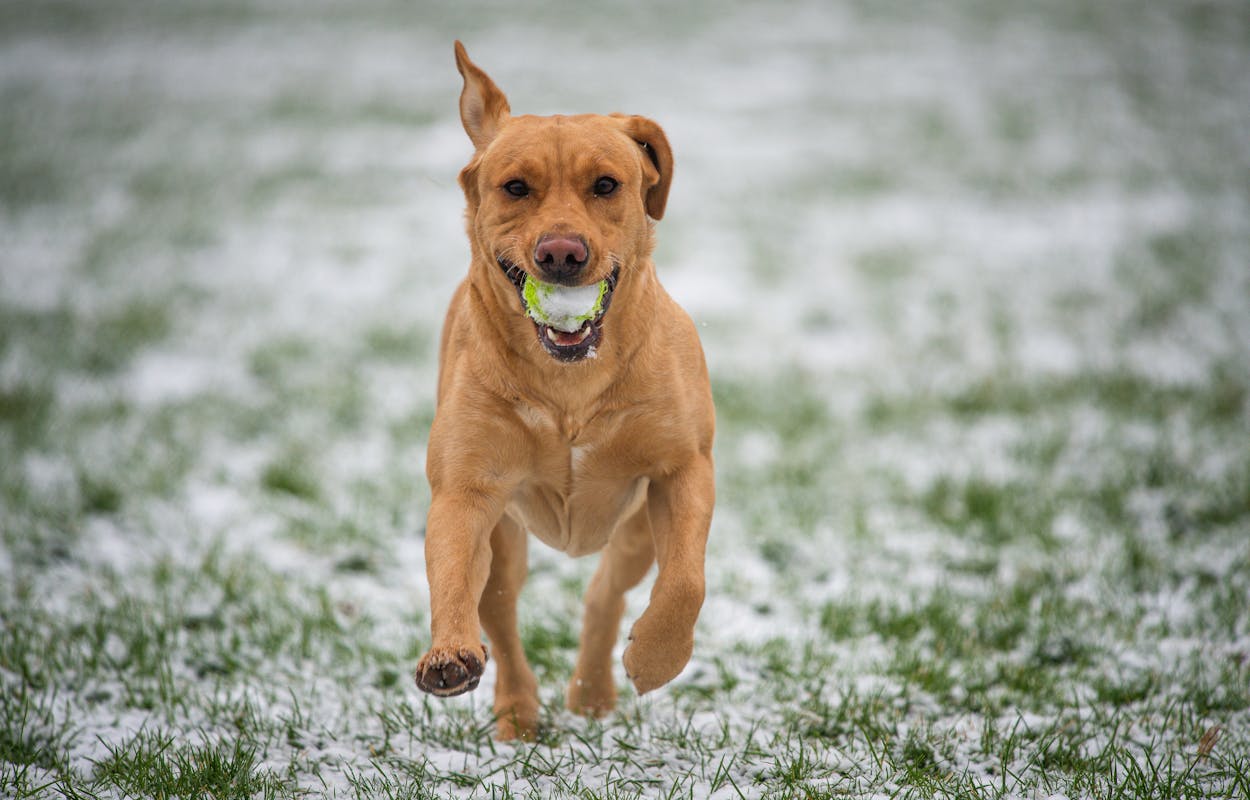 labrador-retriever-running