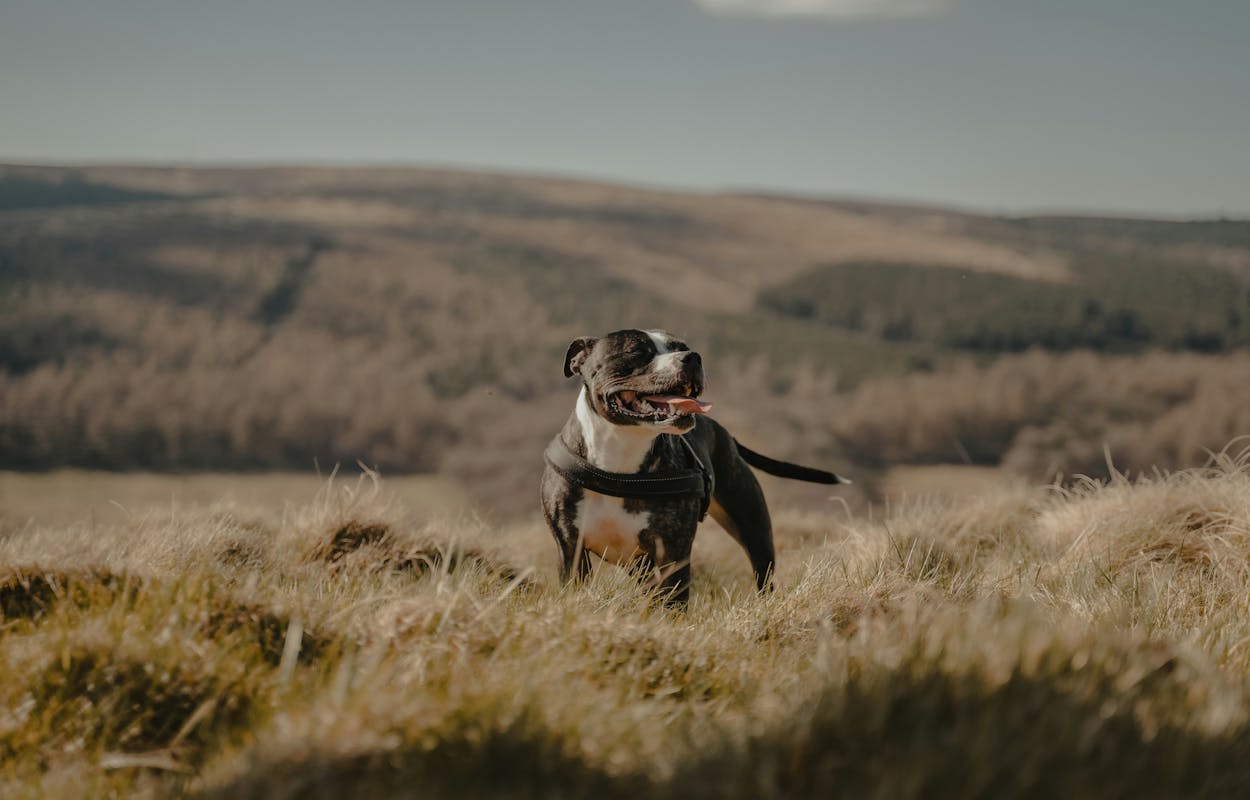 staffordshire-bull-terrier