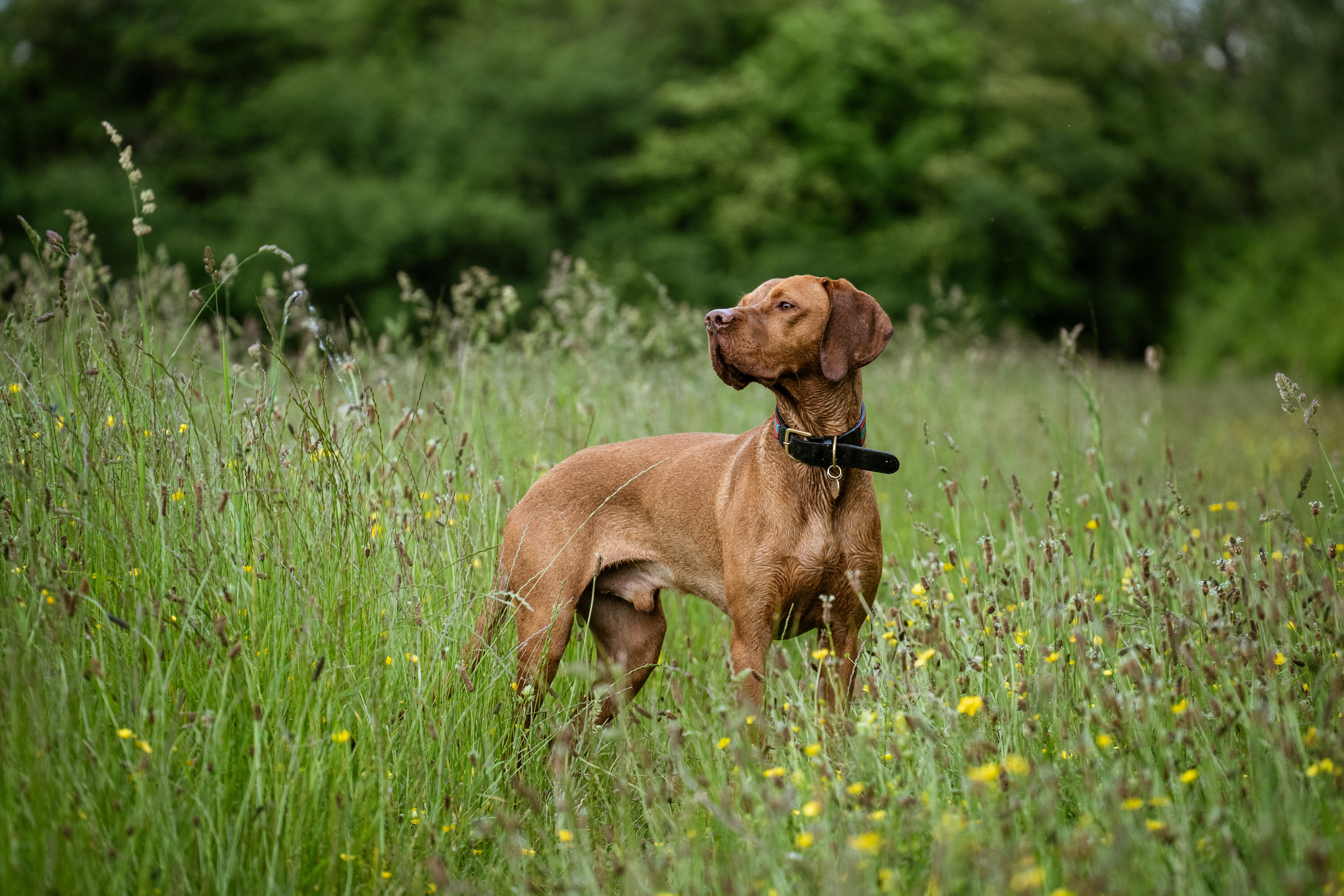 hungarian-vizsla 