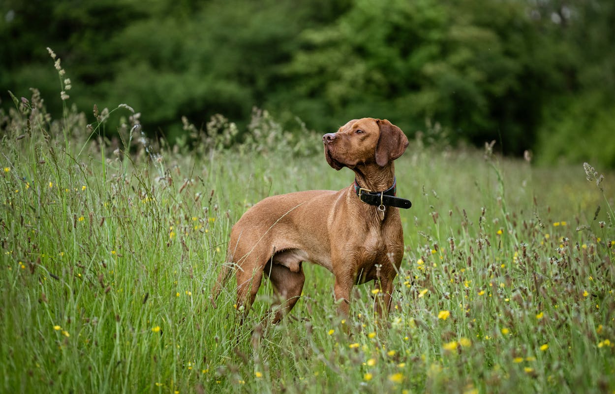 hungarian-vizsla