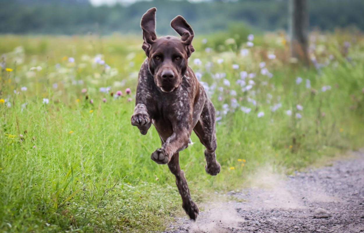german-shorthaired-pointer