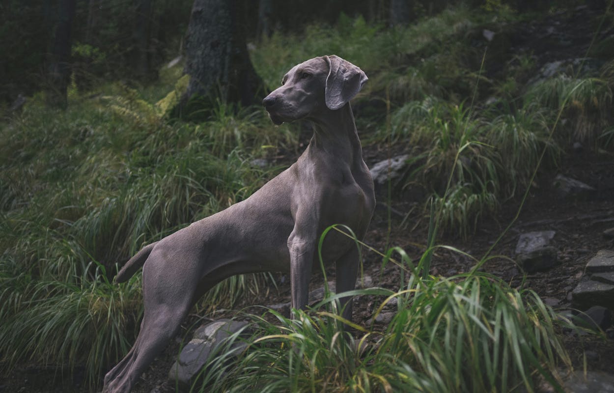 weimaraner