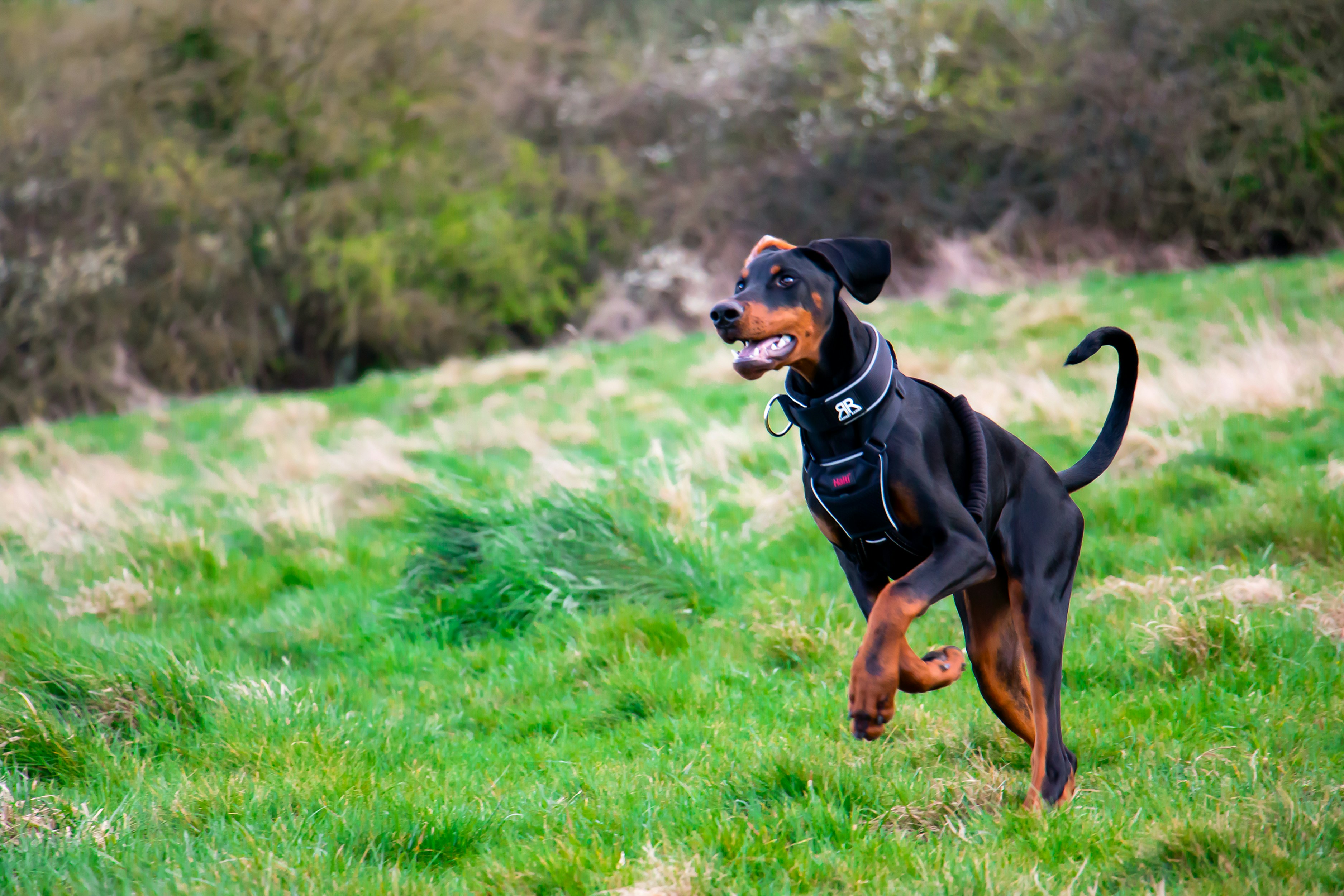 doberman-pinscher 