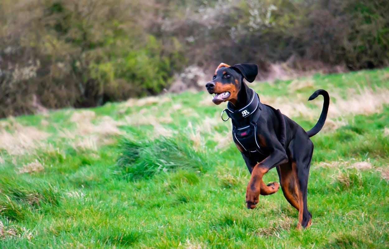doberman-pinscher