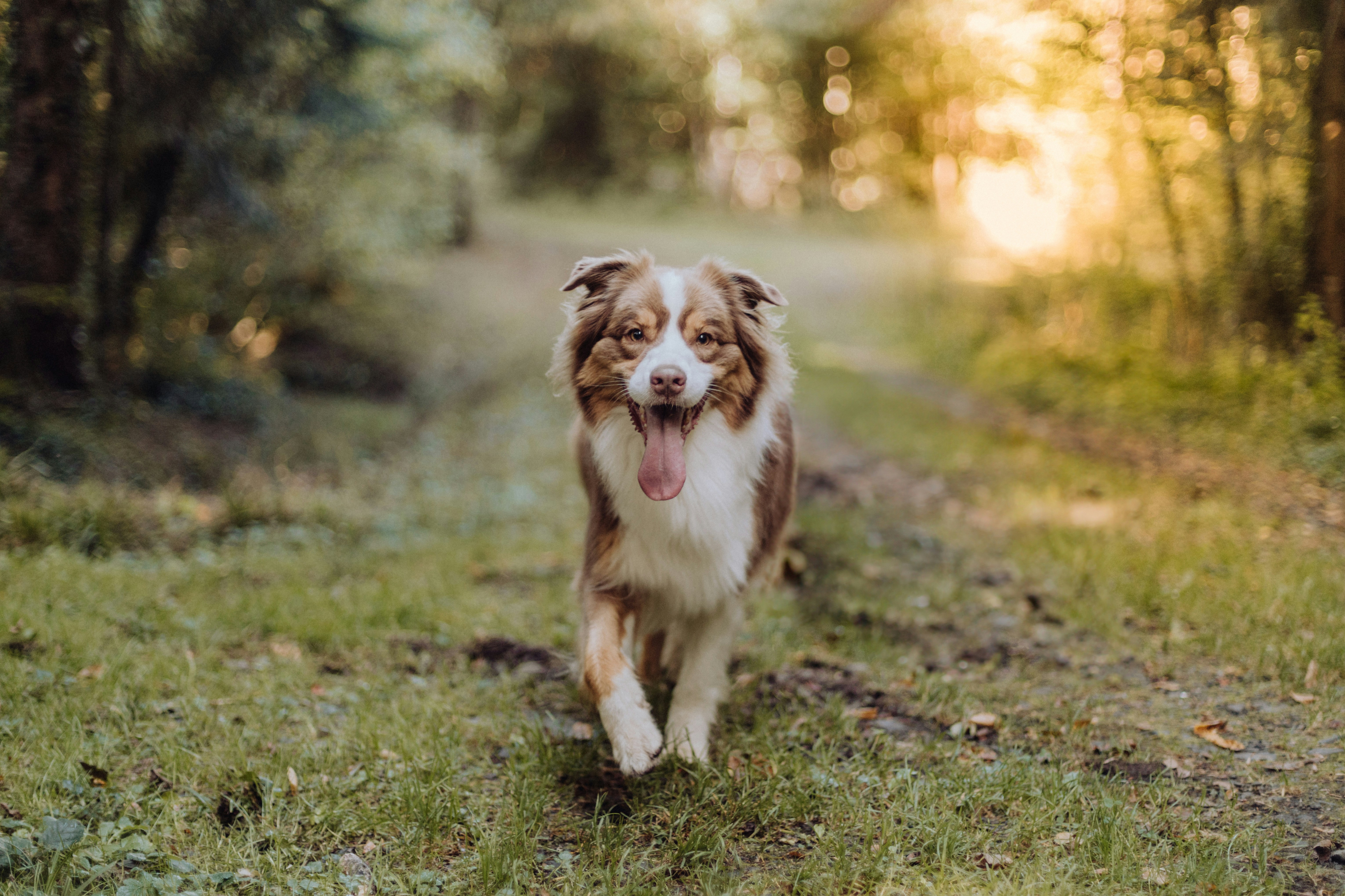 australian-shepherd 