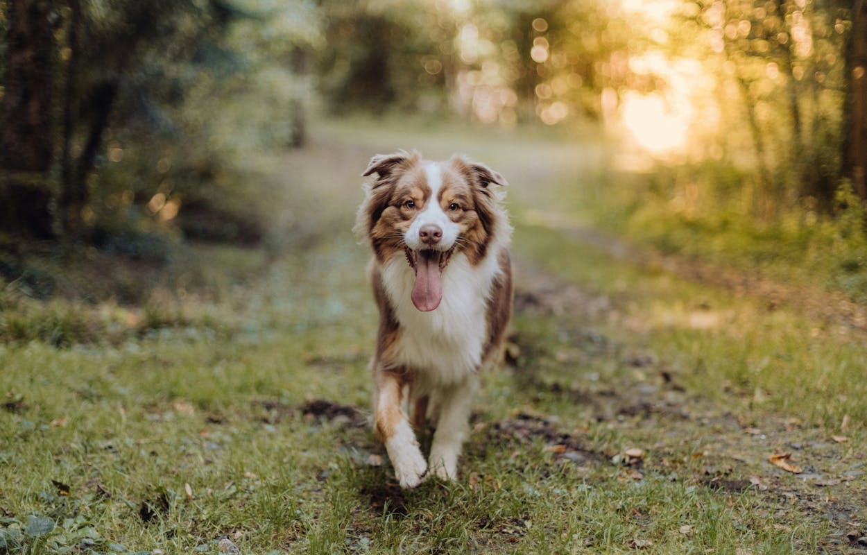 australian-shepherd