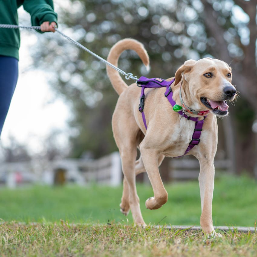 Article thumbnail for Las mejores razas de perros para correr